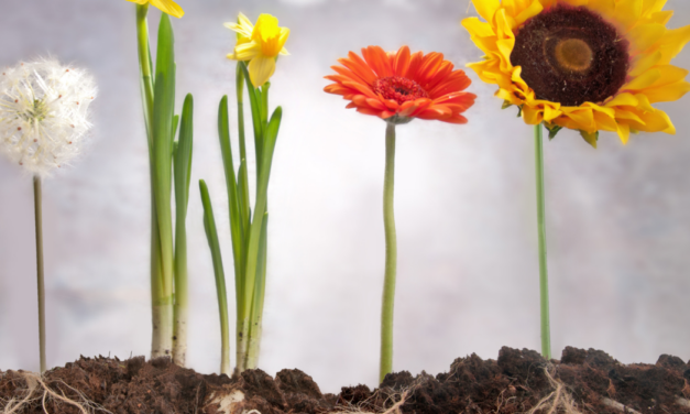 The Roots of Limiting Beliefs that Keep Us From Transformation