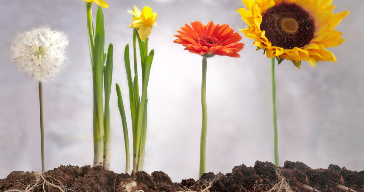 The Roots of Limiting Beliefs that Keep Us From Transformation